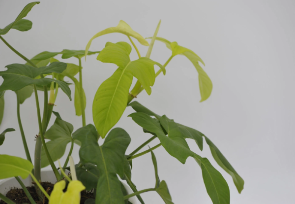 Philodendron bipennifolium 'aurea'