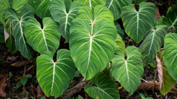 Philodendron gloriosum Flash Tank