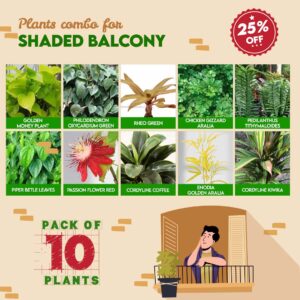 Plants Combo for Shaded Balcony