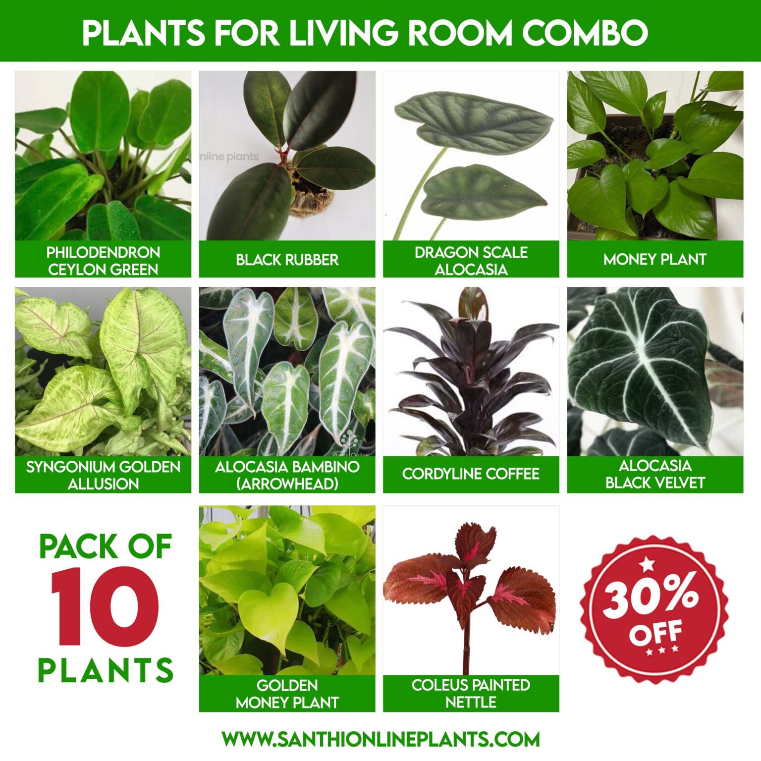 Plants for Living Room Combo - Santhi Online Plants Nursery