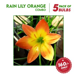 Rain Lily Orange flower bulbs combo - 5 bulbs