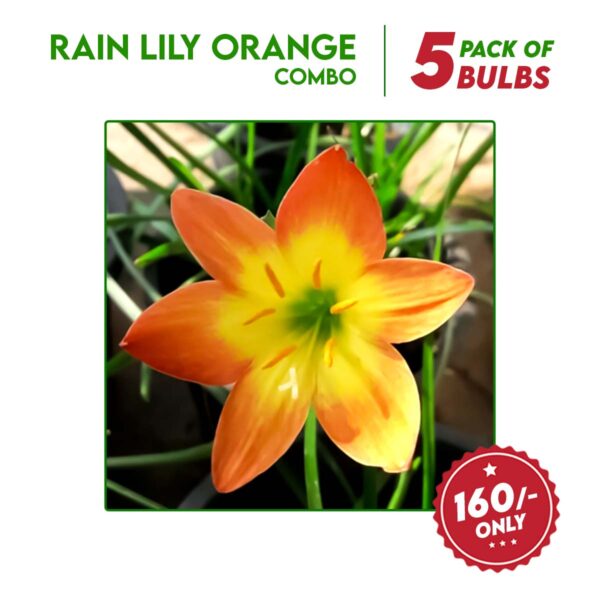 Rain Lily Orange flower bulbs combo - 5 bulbs