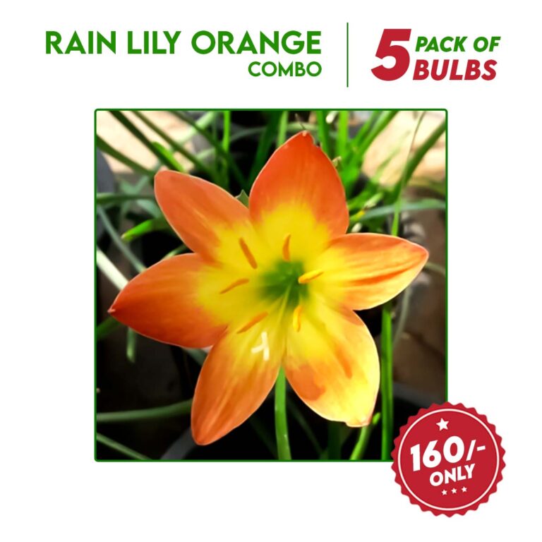 Rain Lily Orange flower bulbs combo - 5 bulbs - Santhi Online Plants ...