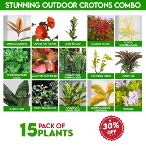 Stunning Outdoor Crotons Combo