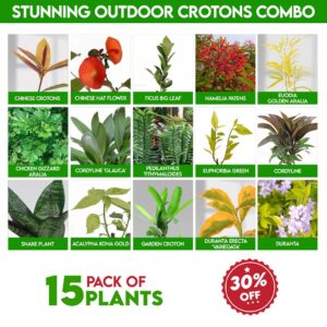 Stunning Outdoor Crotons Combo