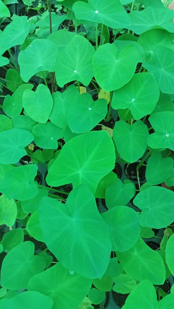 Colocasia 'White Lava'