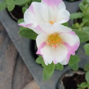 Portulaca 10'o Clock White with Baby Pink