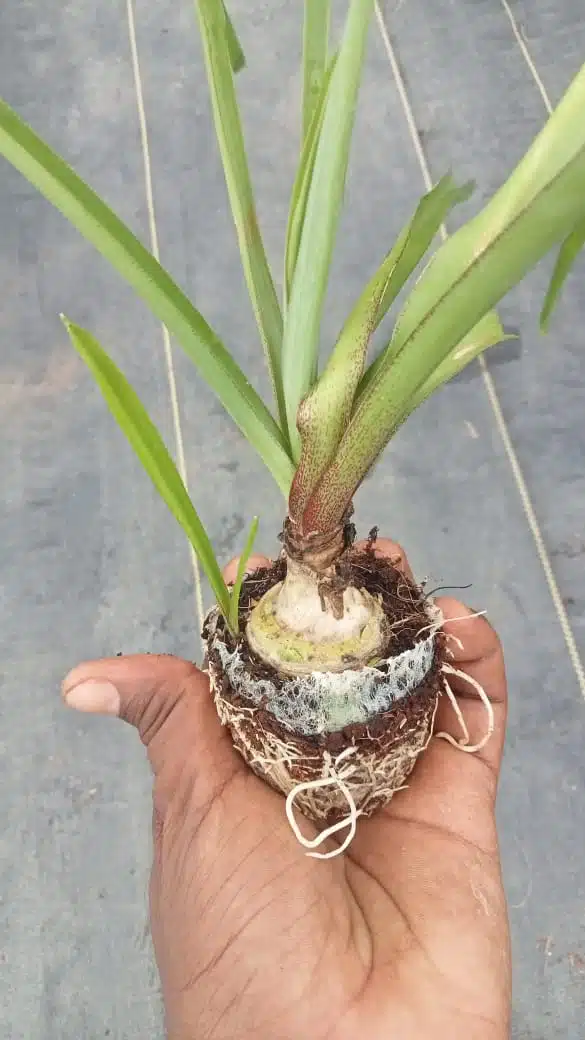 Big Size Flower Bulb Tuberose