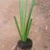 Vasambhu Plant- Acorus calamus