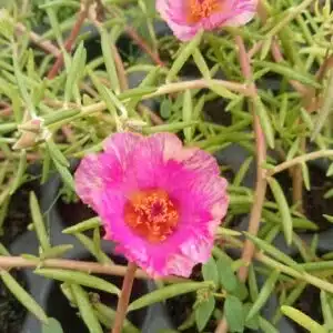 Portulaca Tiara deep pink with baby pink