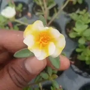 Portulaca 10'oclock White mixed Yellow