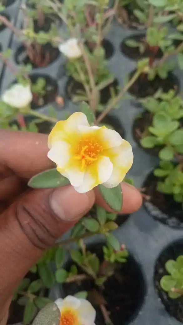 Portulaca 10'oclock White mixed Yellow