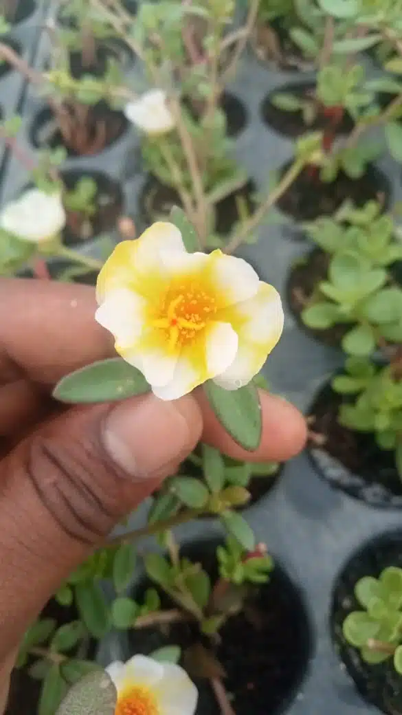 Portulaca 10'oclock White mixed Yellow