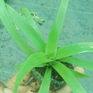 Cryptanthus bromelioides Plant