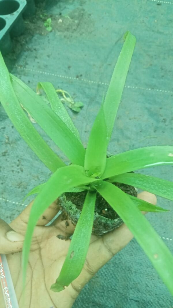 Cryptanthus bromelioides Plant