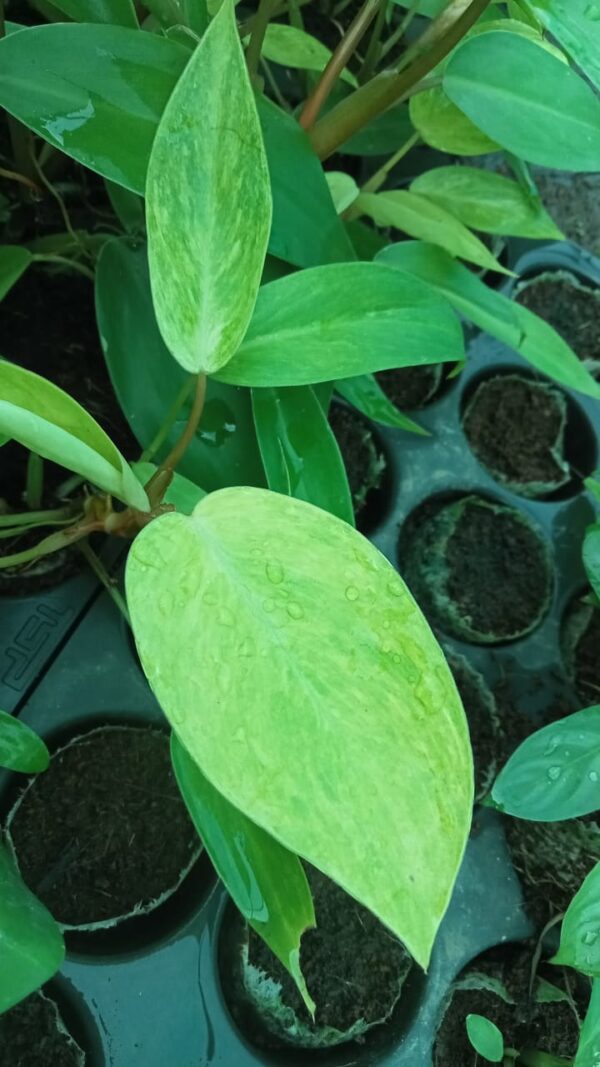 Philodendron Painted Lady