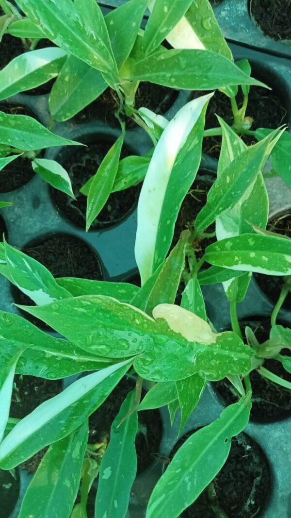 Philodendron Ring of Fire Variegated