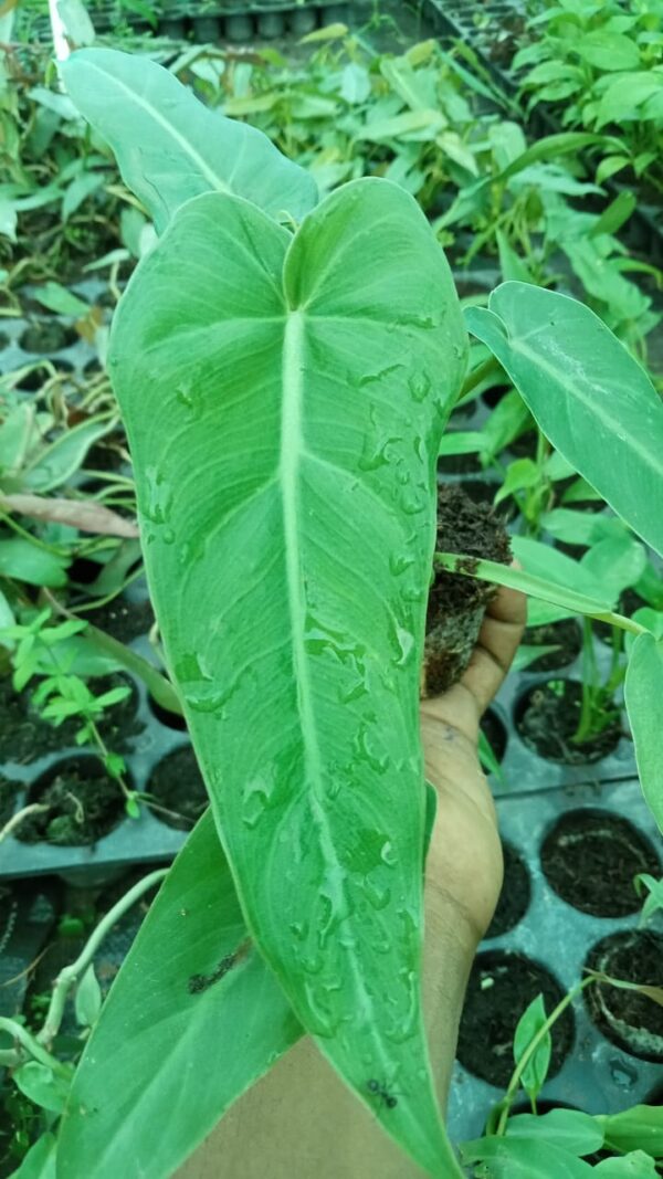 Philodendron Maximum