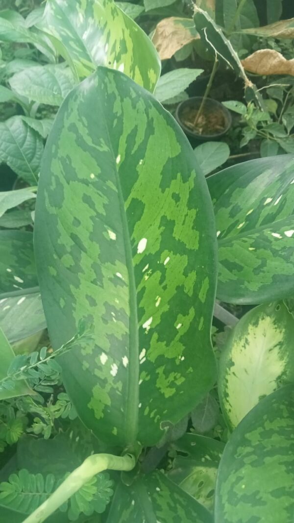 Dieffenbachia 'Crocodile'