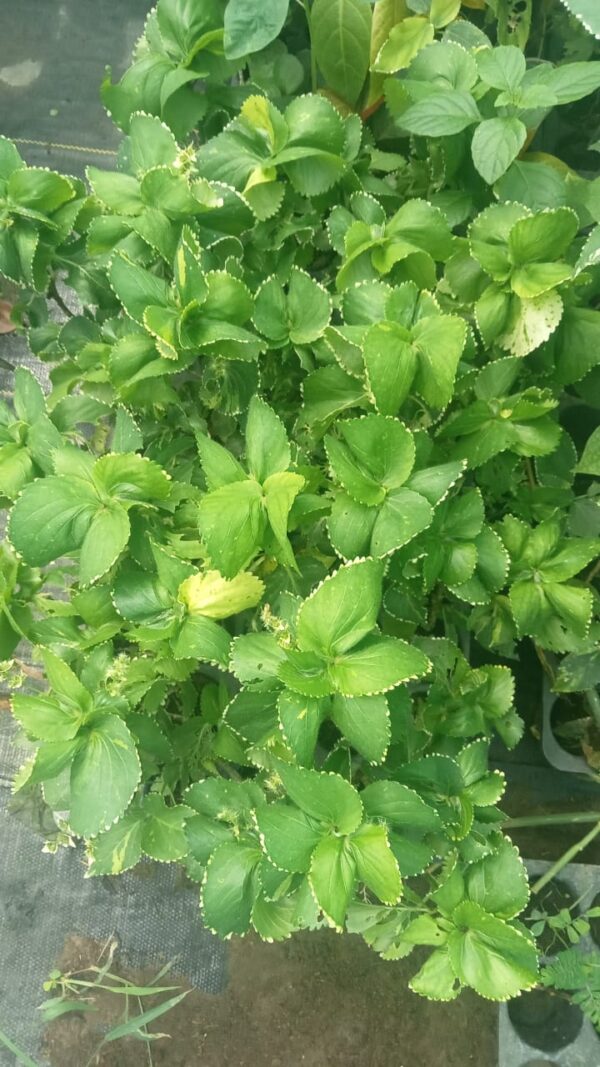 Acalypha wilkesiana hoffmannii