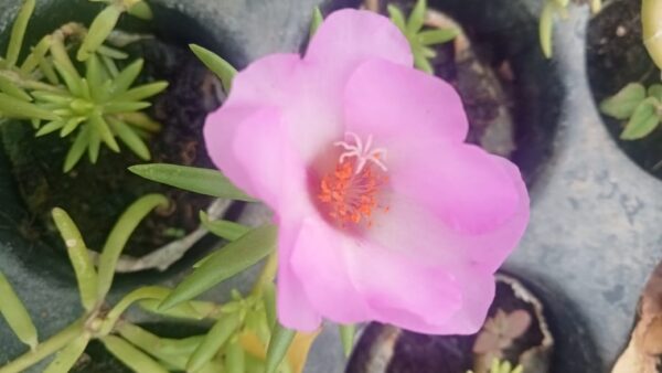 Portulaca Jumbo Baby Pink