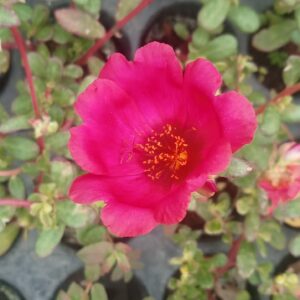 Portulaca 10'o Clock Dark Pink