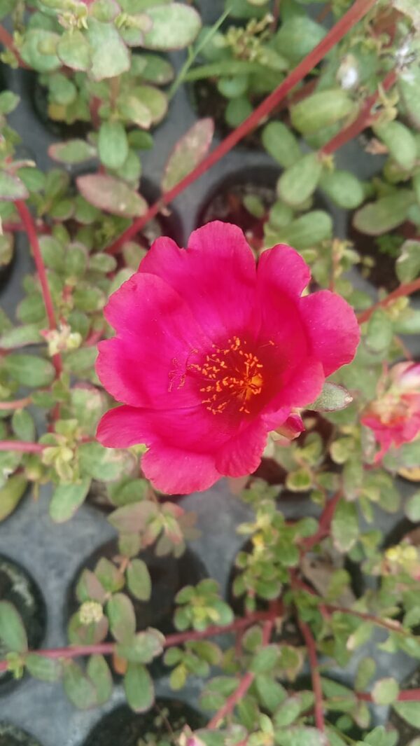 Portulaca 10'o Clock Dark Pink