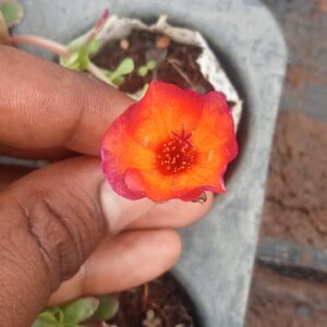 Portulaca 10 'o clock Orange with Pink