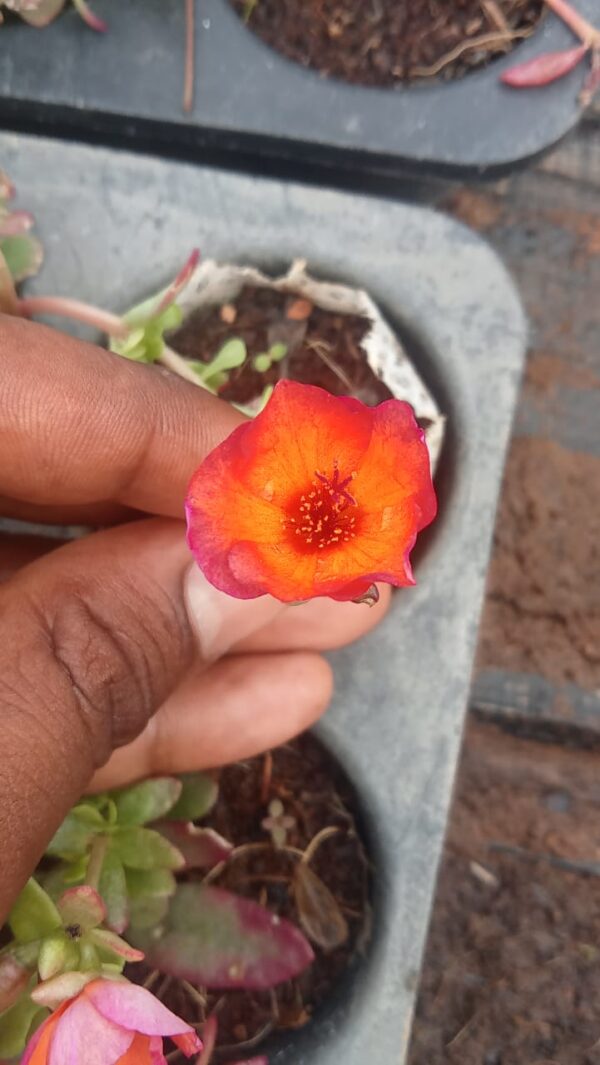 Portulaca 10 'o clock Orange with Pink