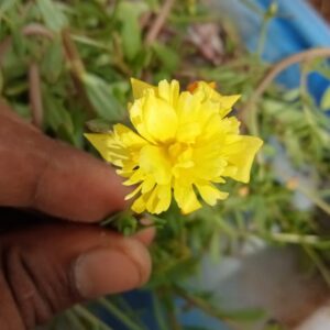 Portulaca Cinderella Yellow