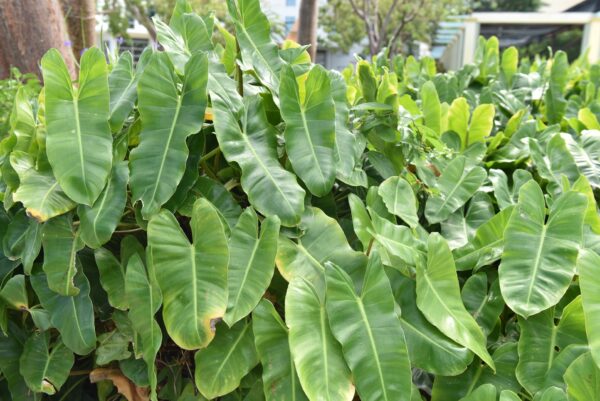 Philodendron Burle Marx