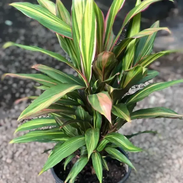 Cordyline Kiwika