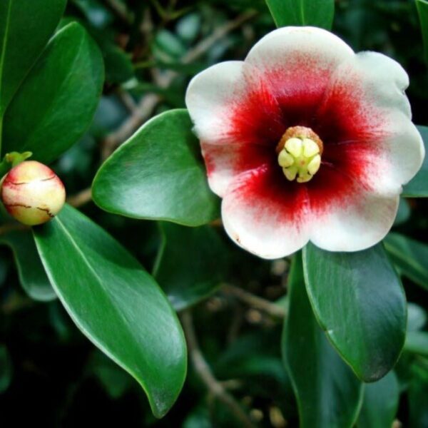 Clusia rosea - Autograph Tree