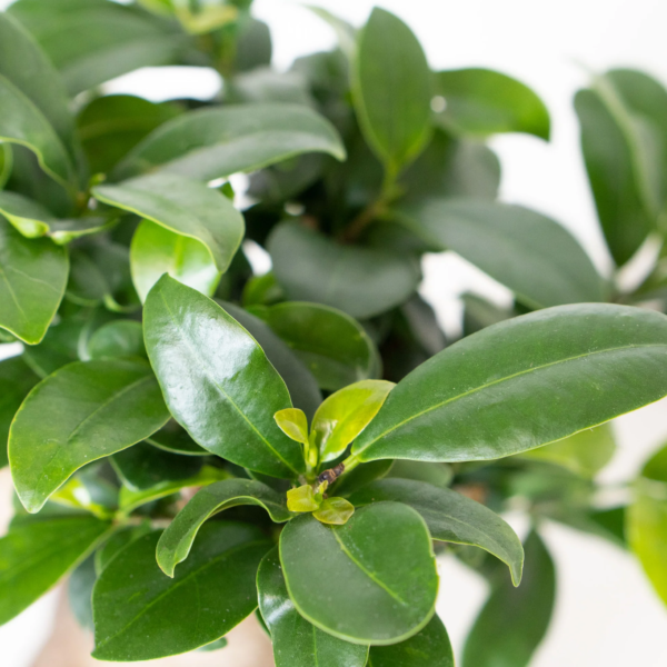 Ficus Tiger Bark