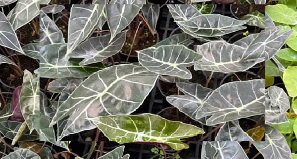 Alocasia Watsoniana