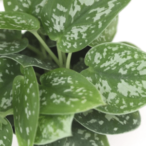 Satin Pothos - Scindapsus Pictus