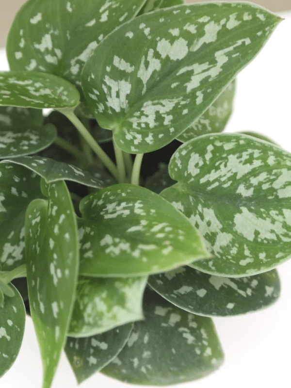 Satin Pothos - Scindapsus Pictus