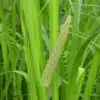 Vasambhu Plant- Acorus calamus
