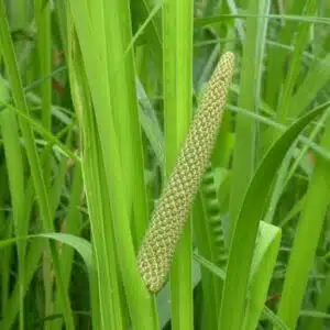 Vasambhu Plant- Acorus calamus