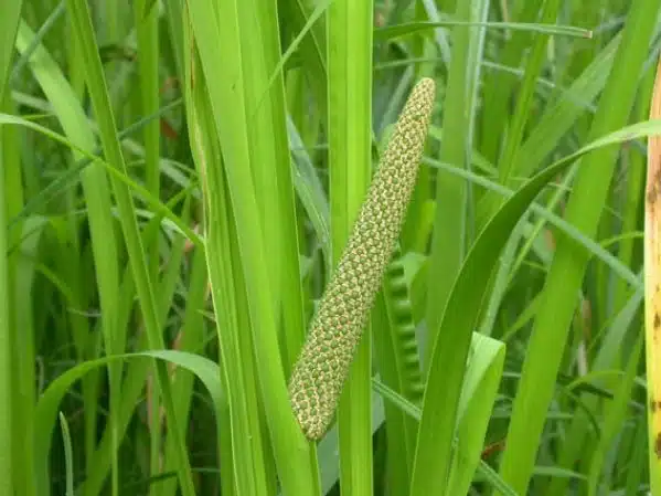 Vasambhu Plant- Acorus calamus