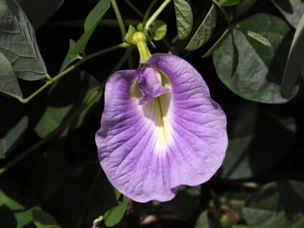 Purple Clitoria Seeds