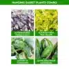 Hanging Basket Plants Combo