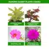 Hanging Basket Plants Combo