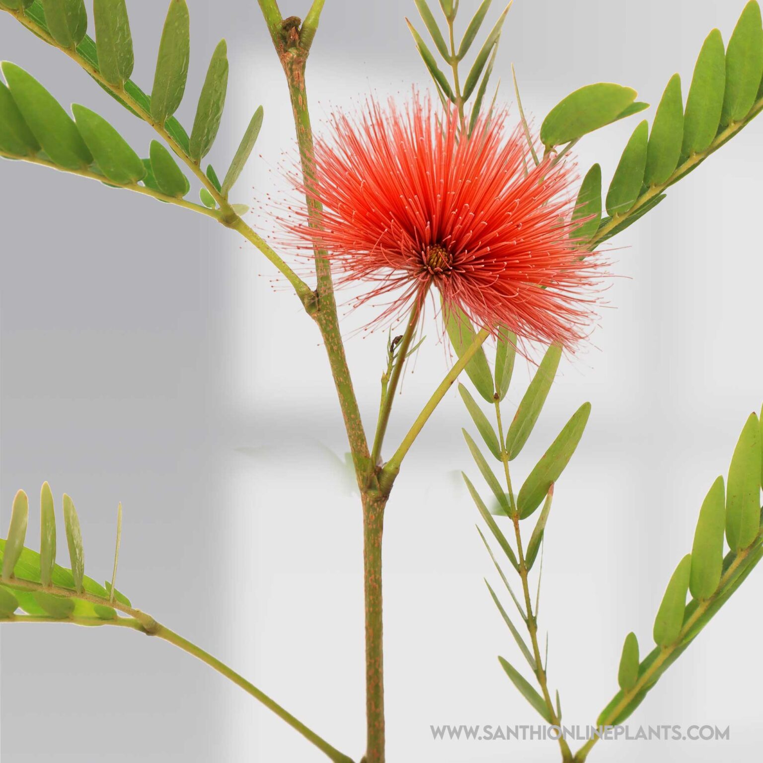 Powder Puff Plant (Calliandra Red) - Santhi Online Plants Nursery