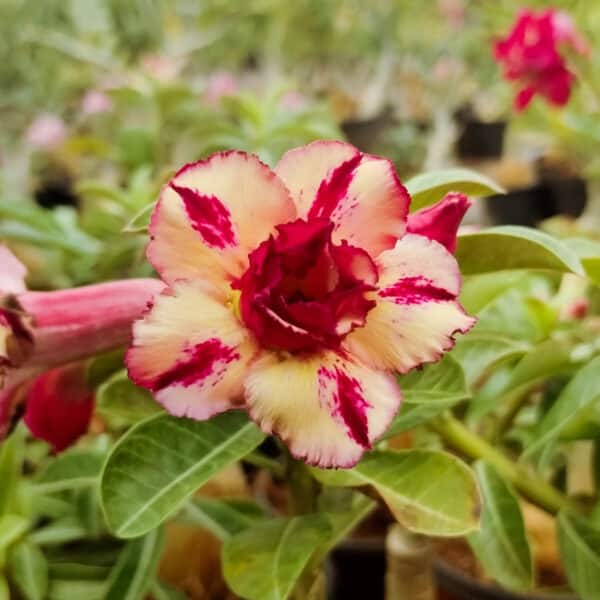 Adenium 'World War'