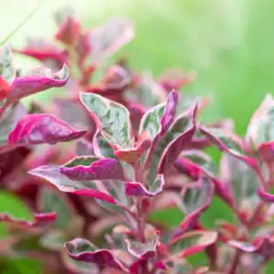 Pink Calico Alternanthera