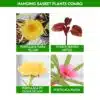 Hanging Basket Plants Combo