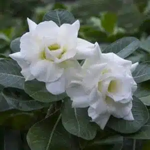 Adenium 'Big Clow'