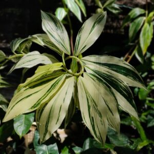 Hellenia speciosa variegated