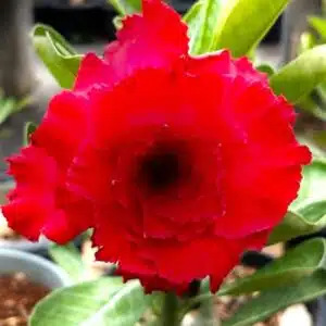Adenium A.C.Milan
